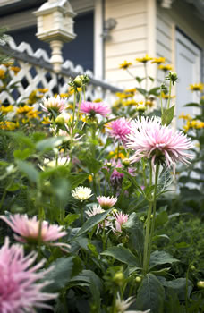 flowers